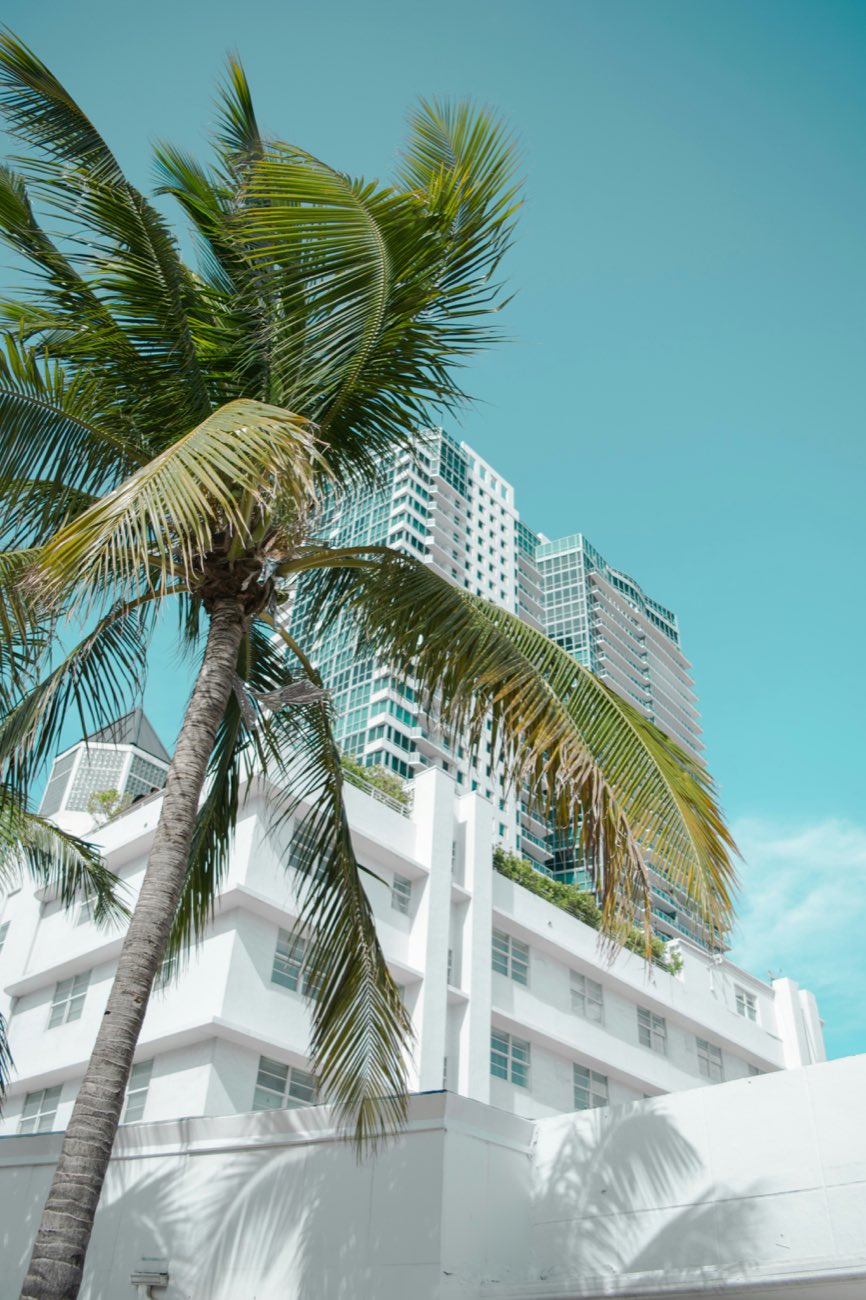 Miami residential tower behind palm fronds